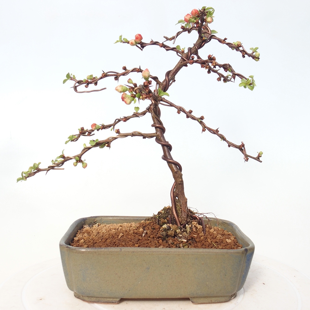 Outdoor bonsai - Chaneomeles s. Red Joy - Pigwa