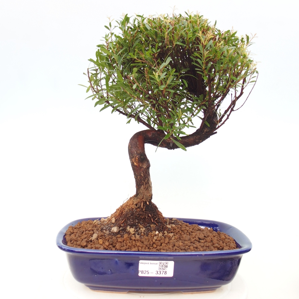 Pokój bonsai - Syzygium - Pimento