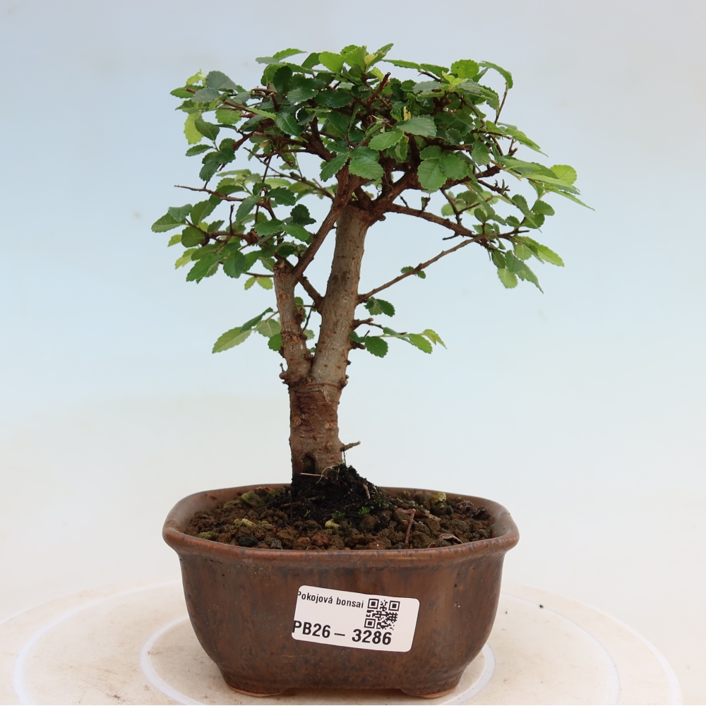 Pokój bonsai - Ulmus parvifolia - Wiąz drobnolistny
