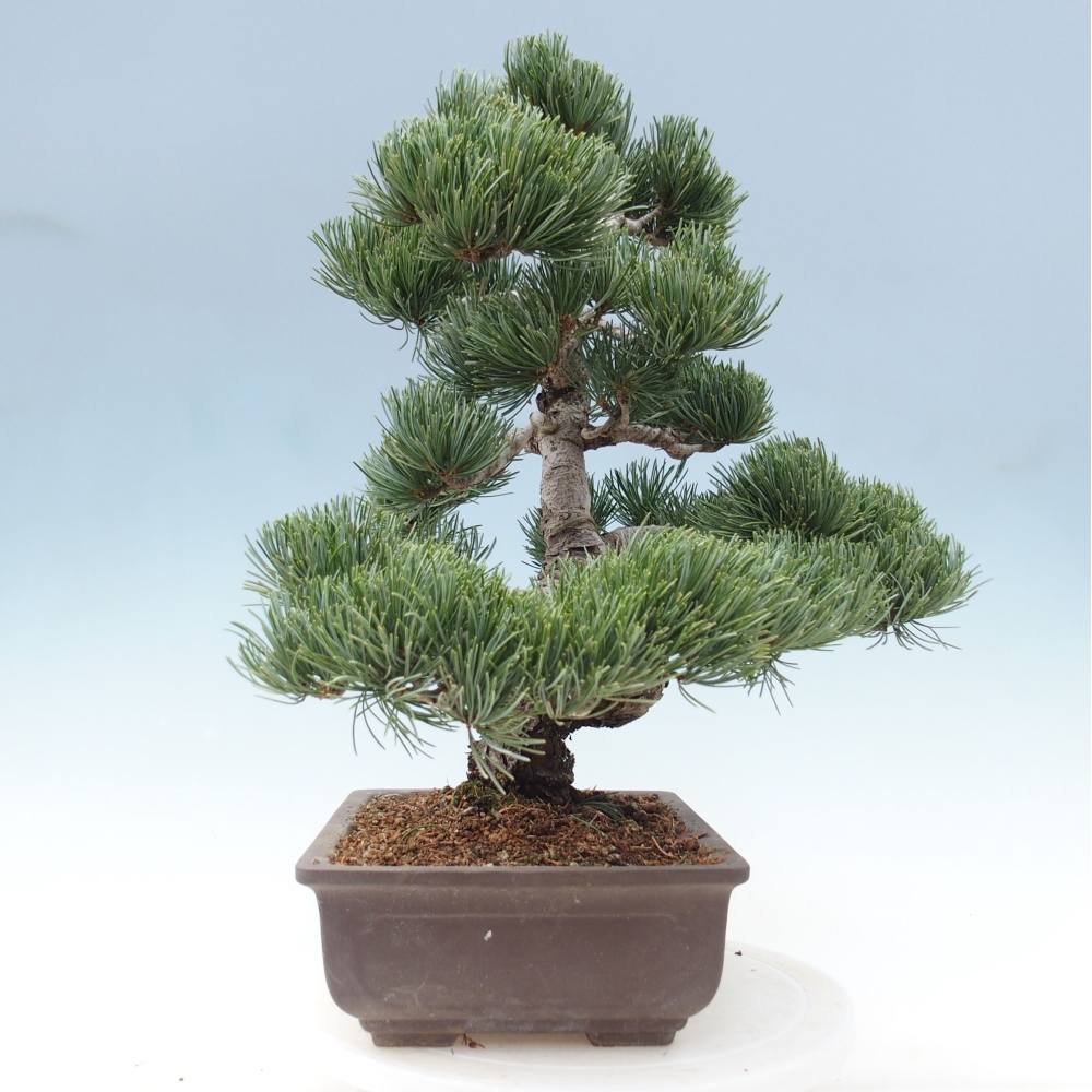 Outdoor bonsai - Pinus parviflora - Mała sosna