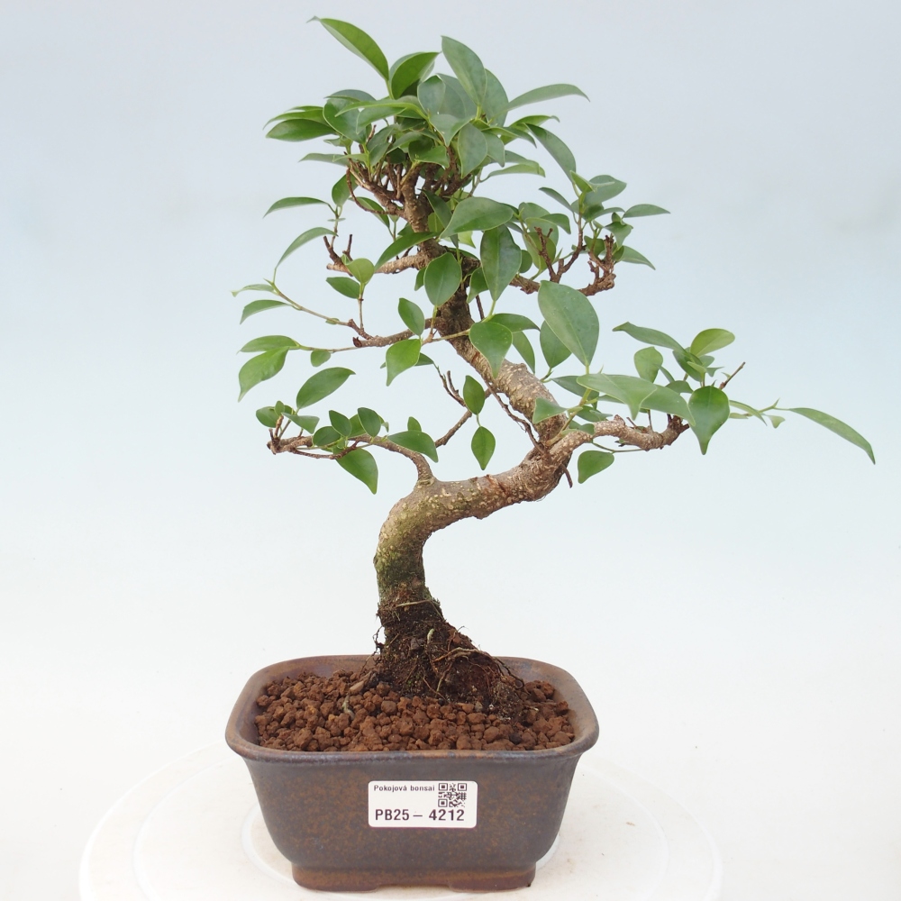 Pokój bonsai - Ficus retusa - figowiec drobnolistny