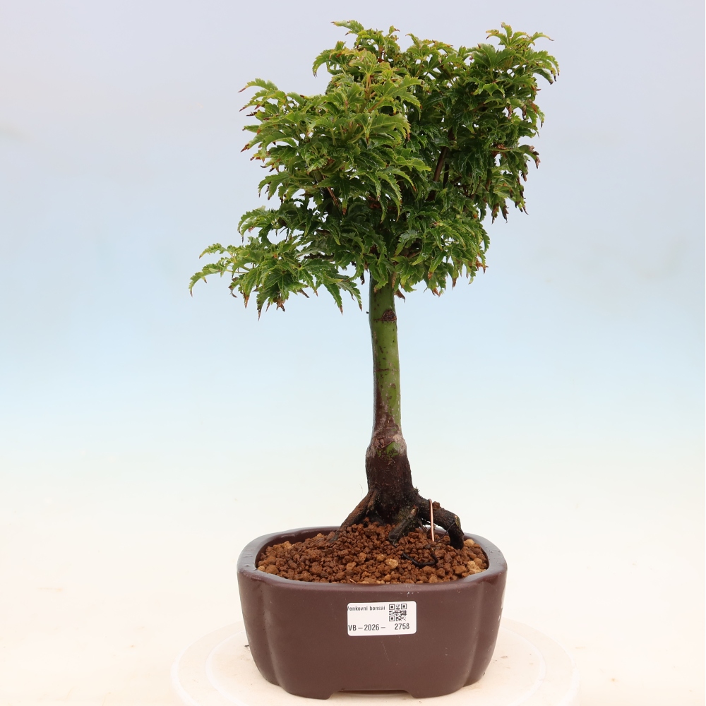 Outdoor bonsai - palma jaworowa Acer palmatum Shishigashira
