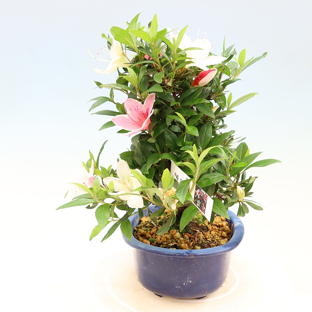 Bonsai zewnętrzne - Azalia japońska - Azalia CHIHIRO
