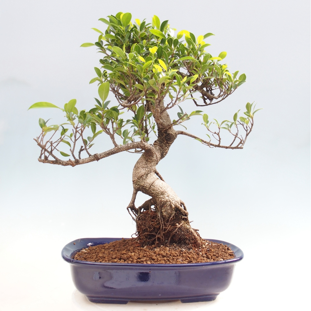 Pokój bonsai - Ficus kimmen - figowiec drobnolistny