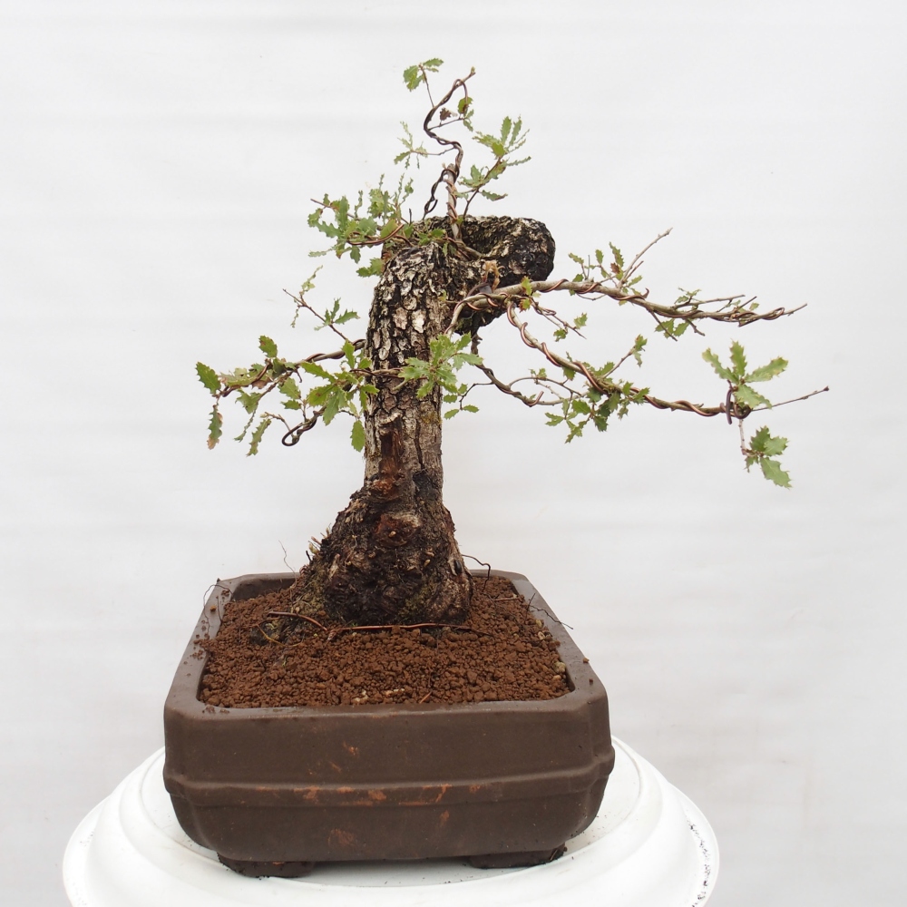 Yamadori - Quercus Ilex - Dąb ostrokrzewowy