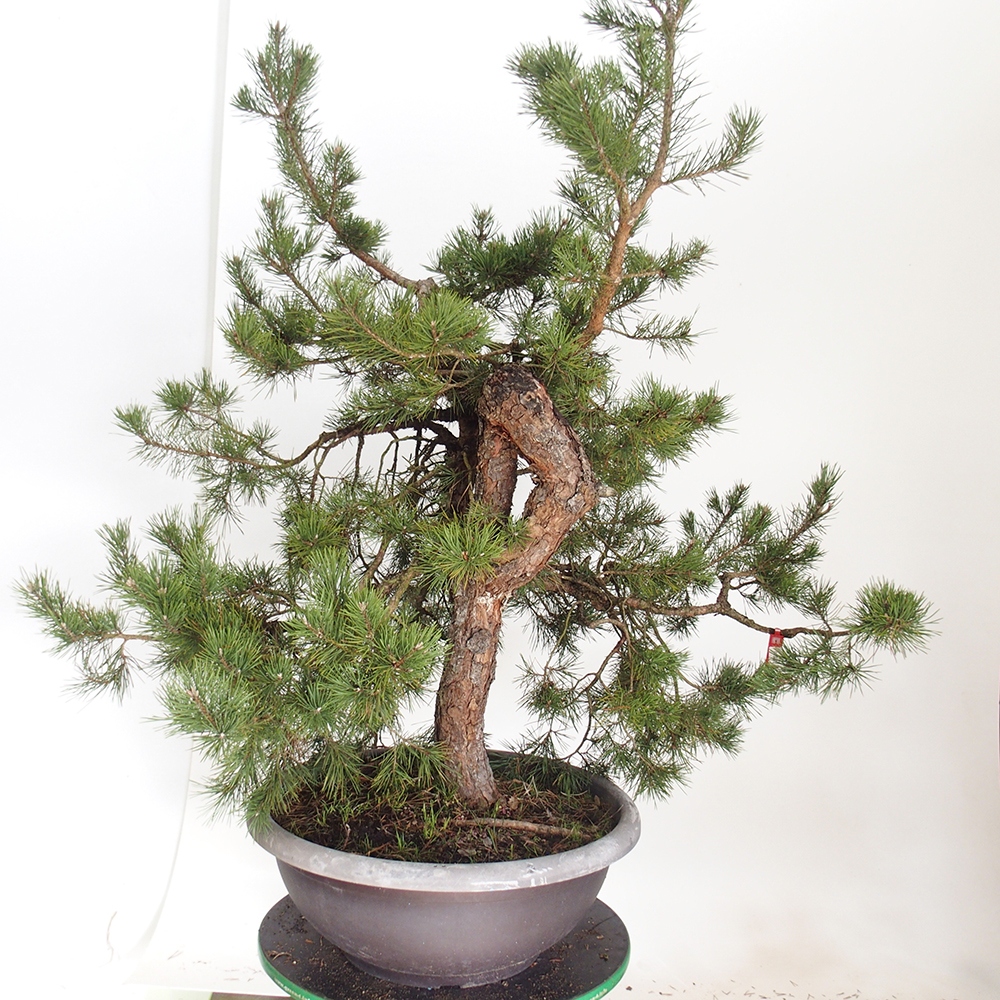 Yamadori - Pinus sylvestris Hiszpania