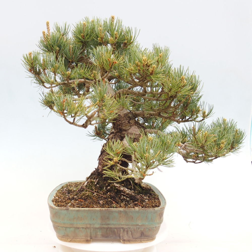 Outdoor bonsai - Pinus parviflora - Pinus parviflora