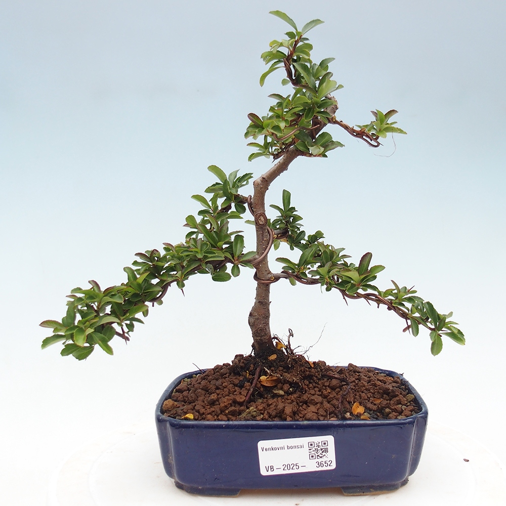 Outdoor bonsai-Pyracantha Teton -Hlox