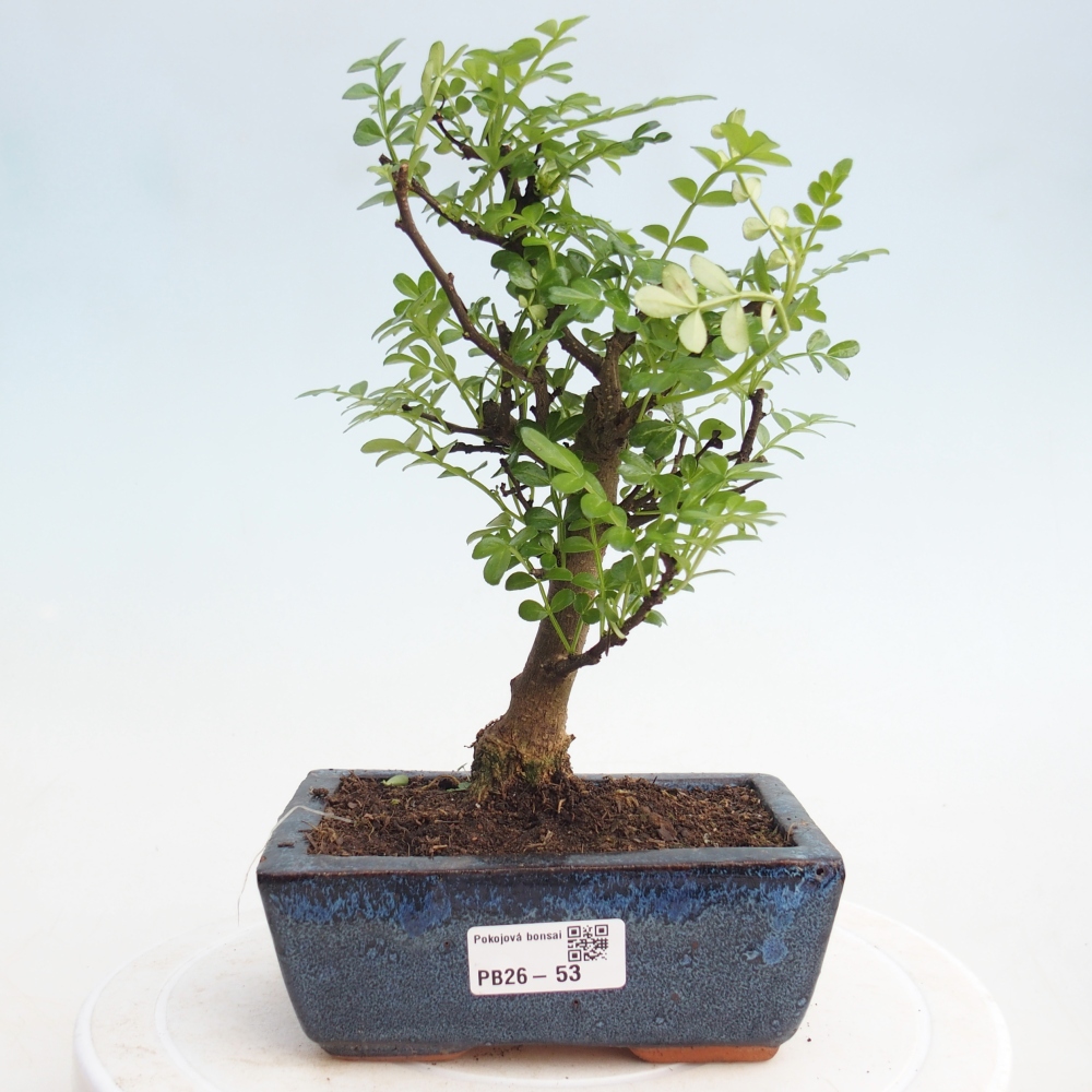 Pokój bonsai - Zantoxylum piperitum - drzewo pieprzowe