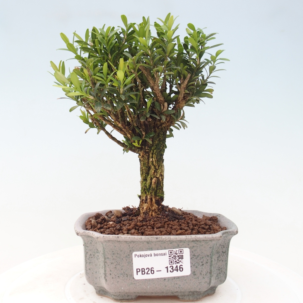 Pokój bonsai - Buxus harlandii - buxus korkowy