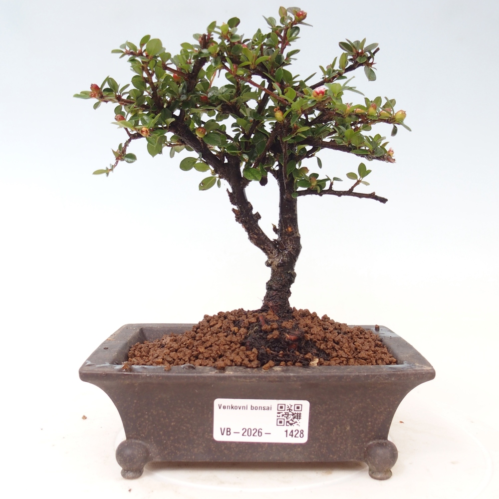 Outdoor bonsai - irga pozioma - Rocky Mountain
