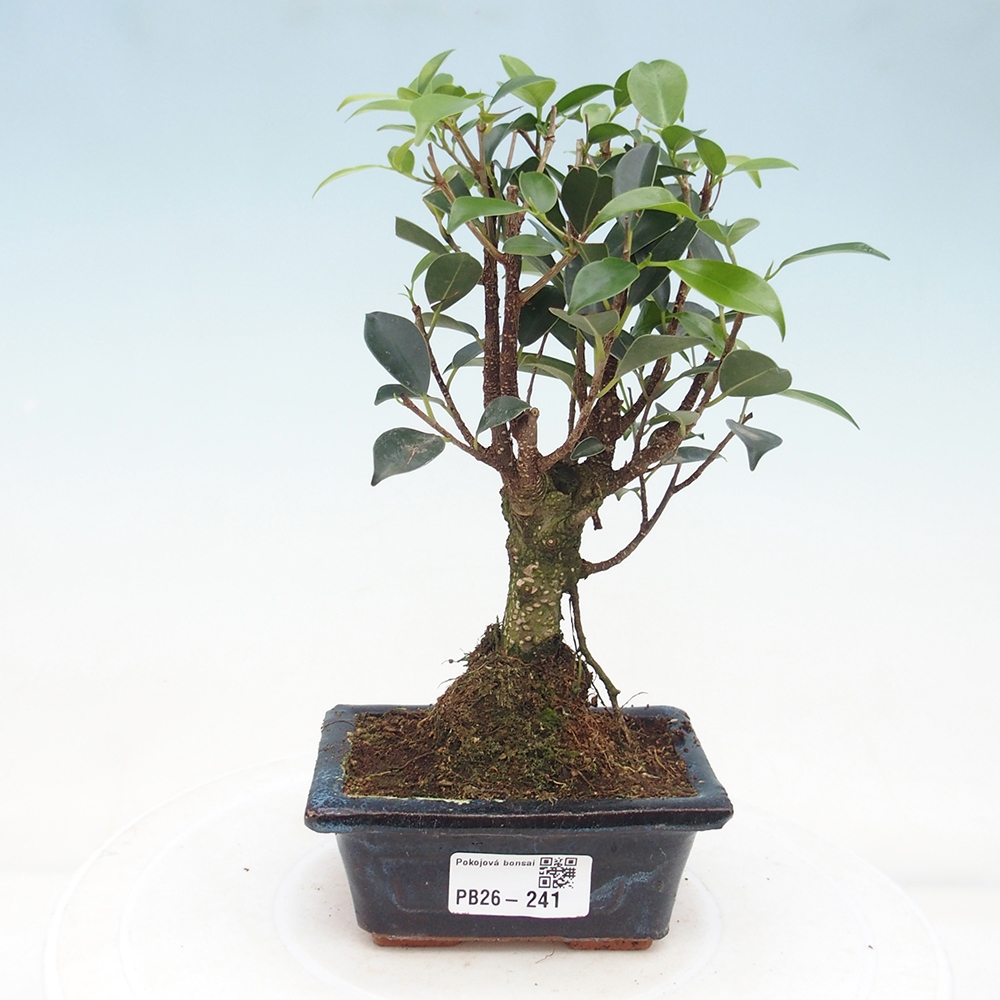 Pokój bonsai Ficus retusa kimmen