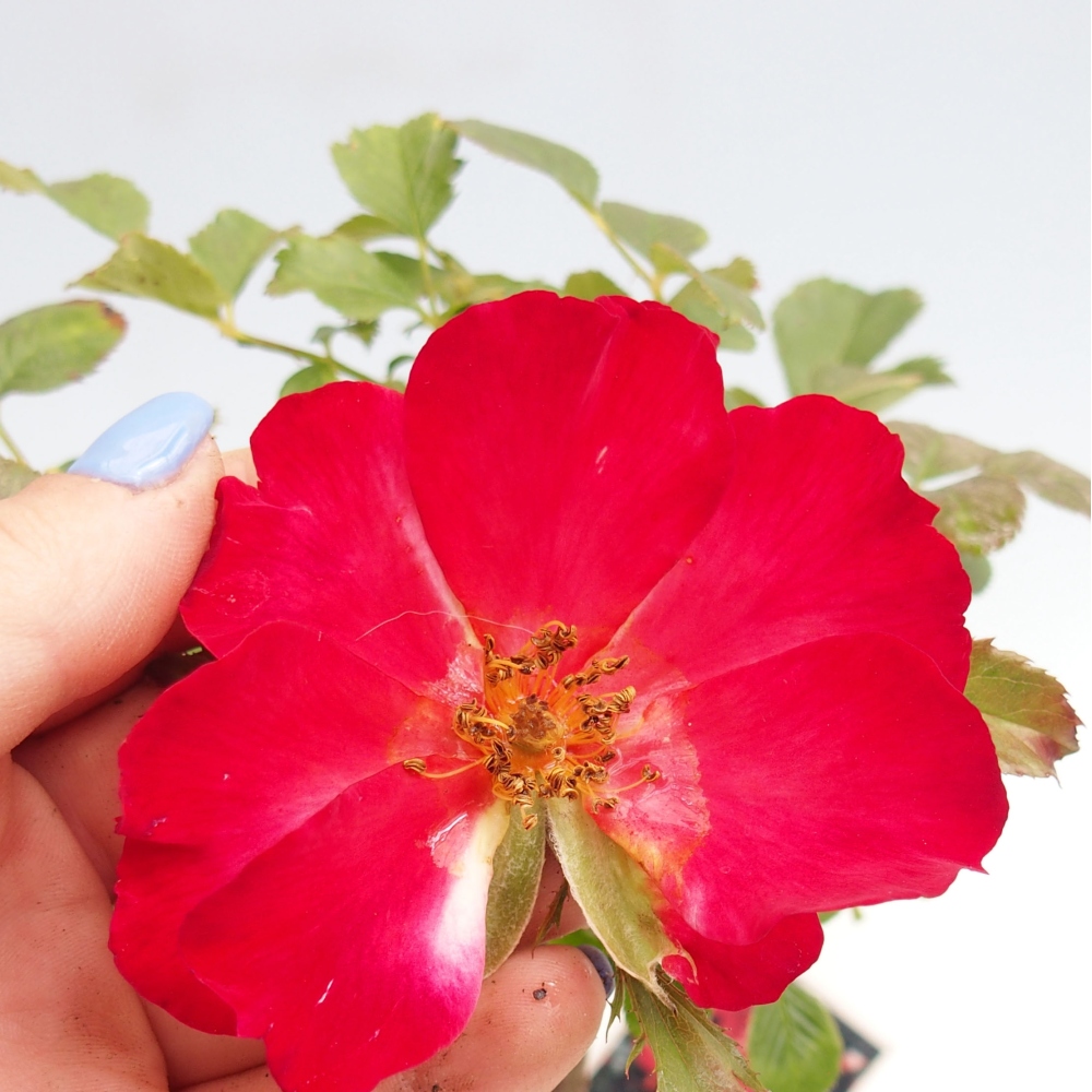 Bonsai na zewnątrz - Rosa Kordes - róża 