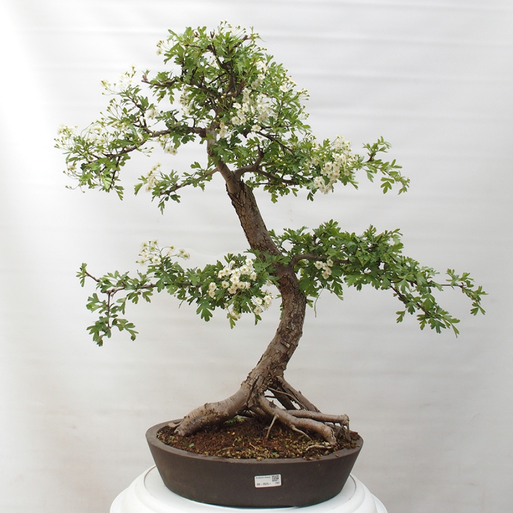Bonsai zewnętrzne - Głóg - Crataegus monogyna
