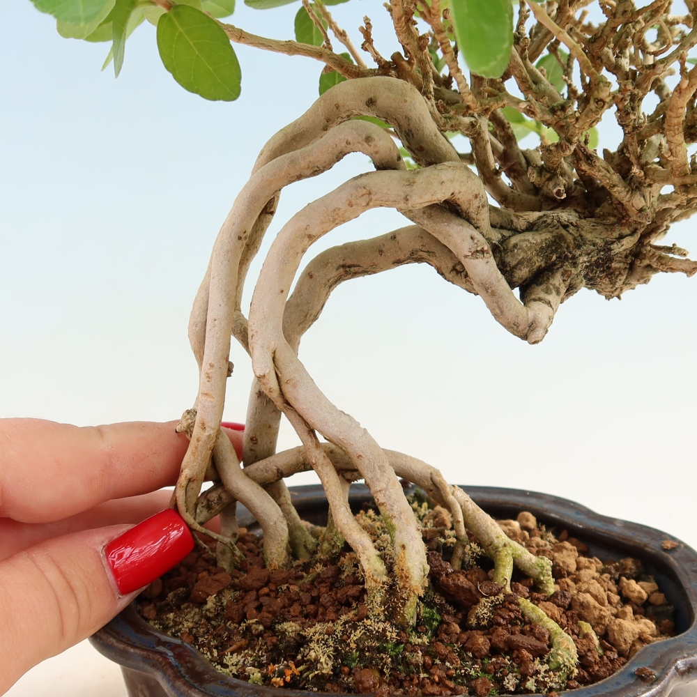 Indoor bonsai - Premna serratifolia - Kozlovna malolista