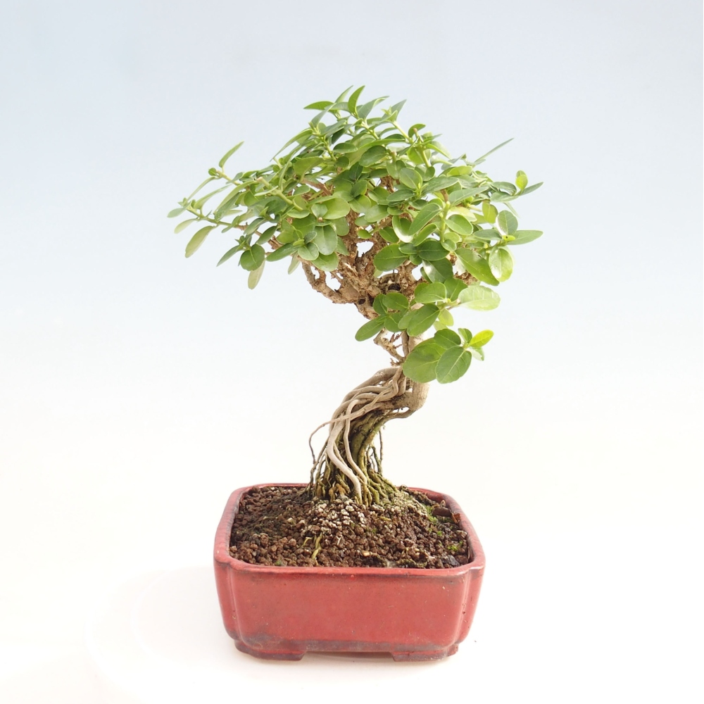 Bonsai wewnętrzne - Premna serratifolia - Kozlovon drobnolistny