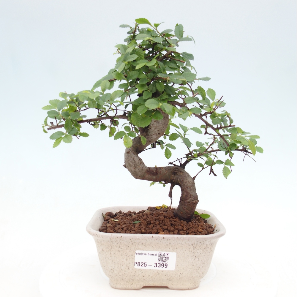 Pokój bonsai - Ulmus parvifolia - Wiąz drobnolistny