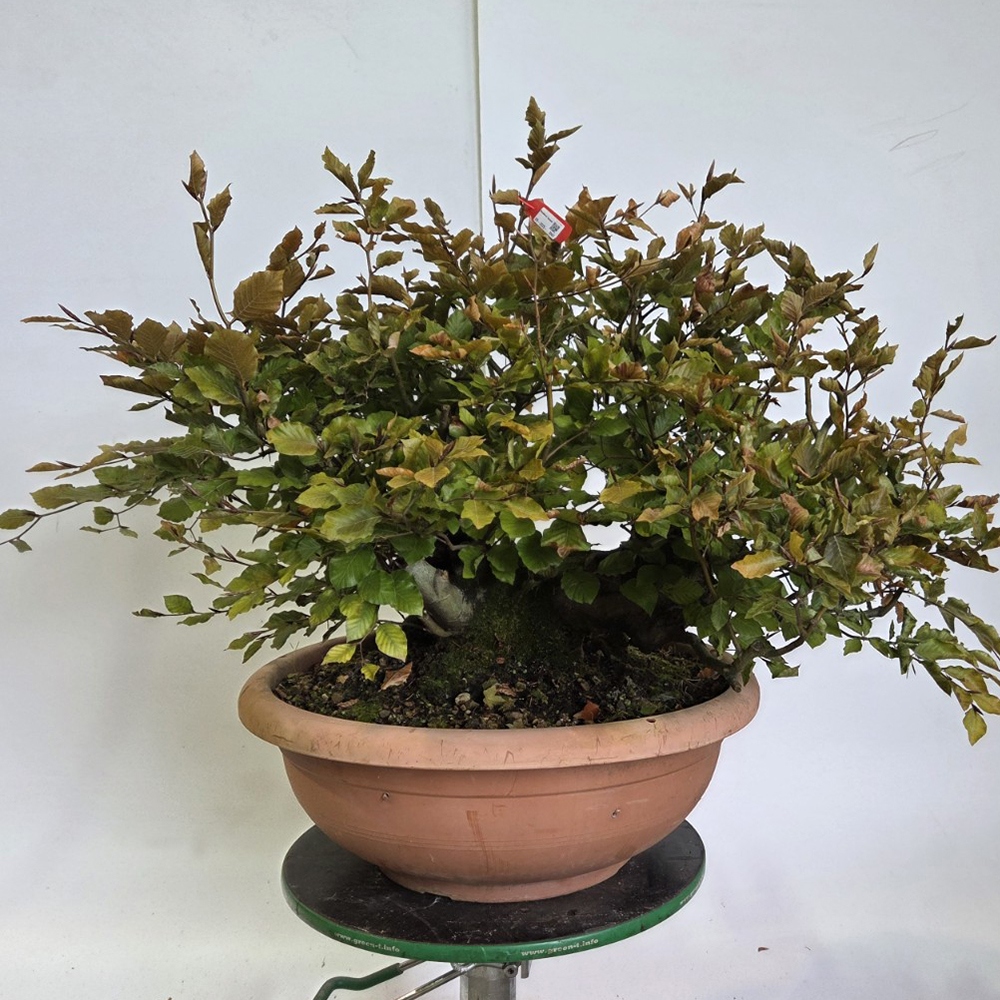 Outdoor bonsai-Fagus sylvatica