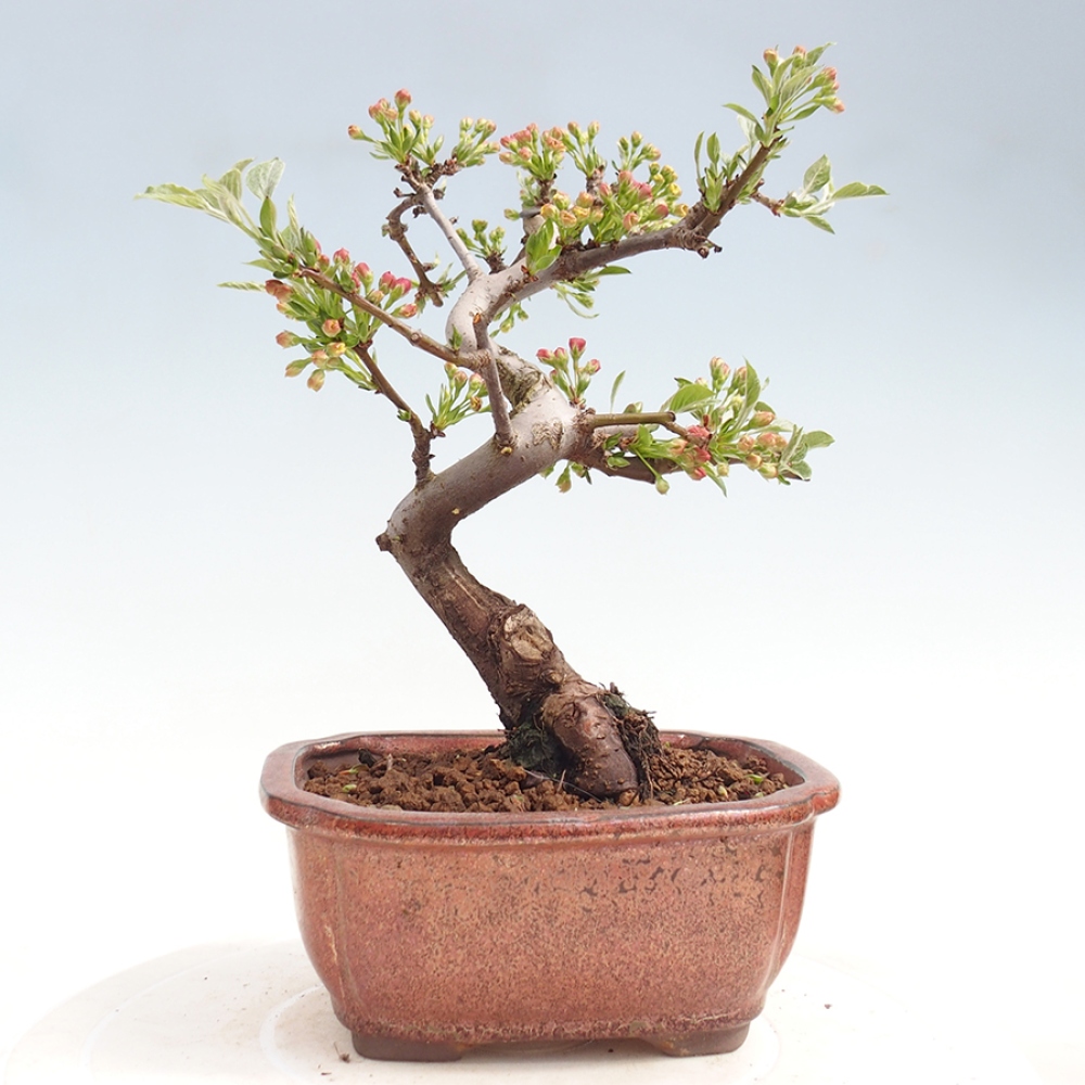 Outdoor bonsai - Malus sargentii - Jabłoń drobnoowocowa
