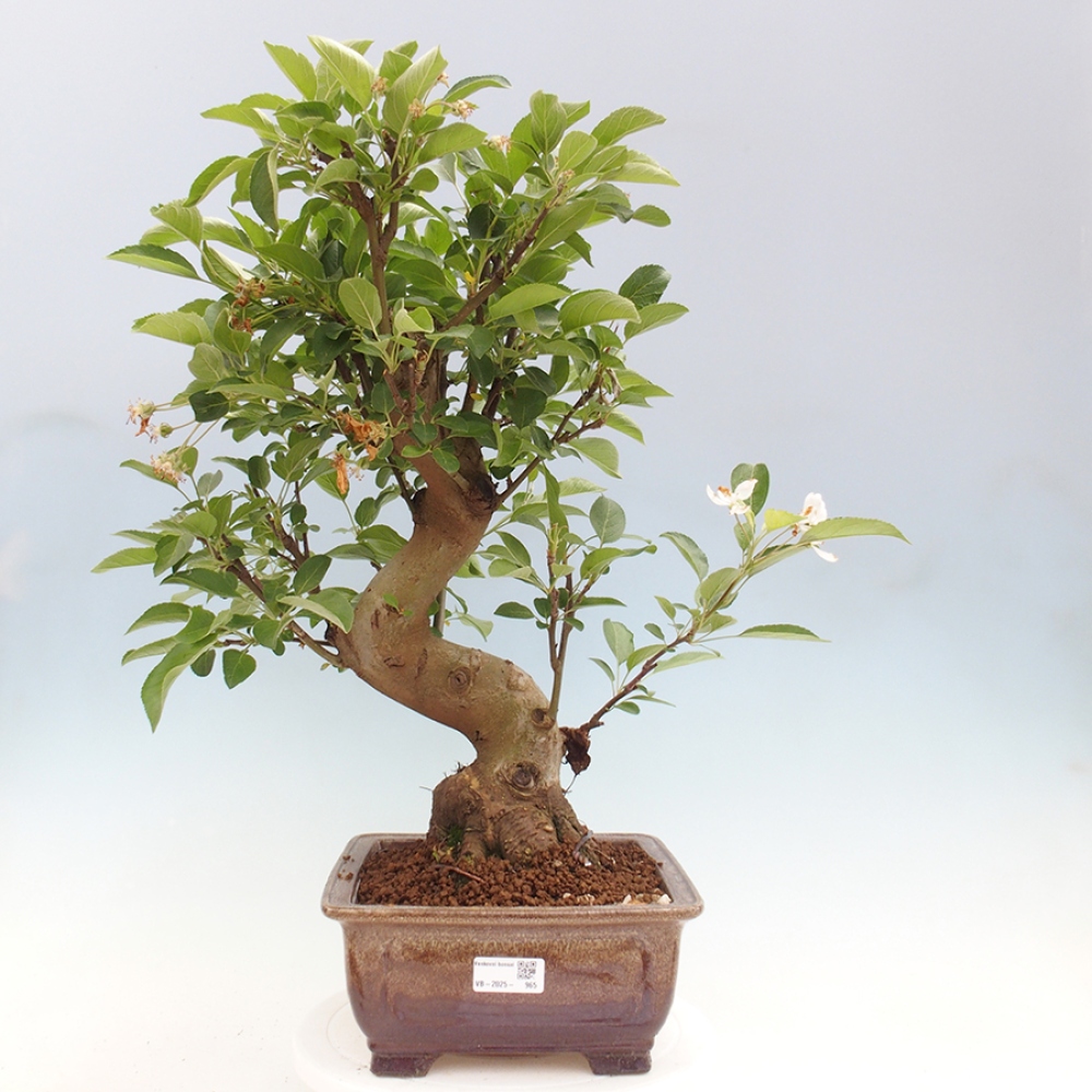 Bonsai plenerowe - Malus Halliana - Jabłoń drobnoowocowa