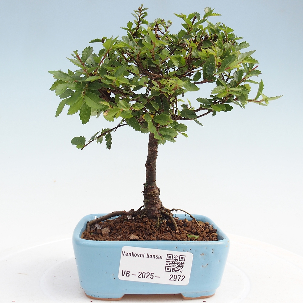 Bonsai zewnętrzne - Ulmus parvifolia Sagei - Wiąz drobnolistny