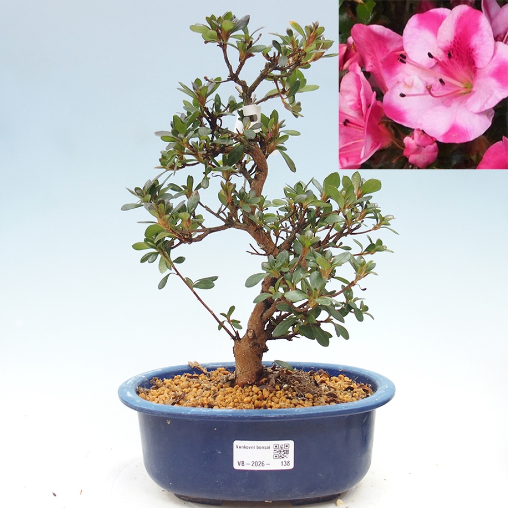 Bonsai zewnętrzne - Azalia japońska - Azalia Kobai