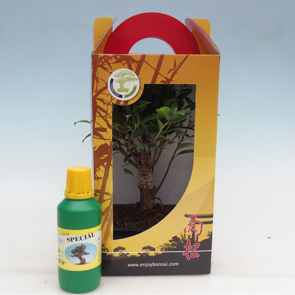 Bonsai pokojowe w pudełku upominkowym Ficus retusa - Figowiec drobnolistny