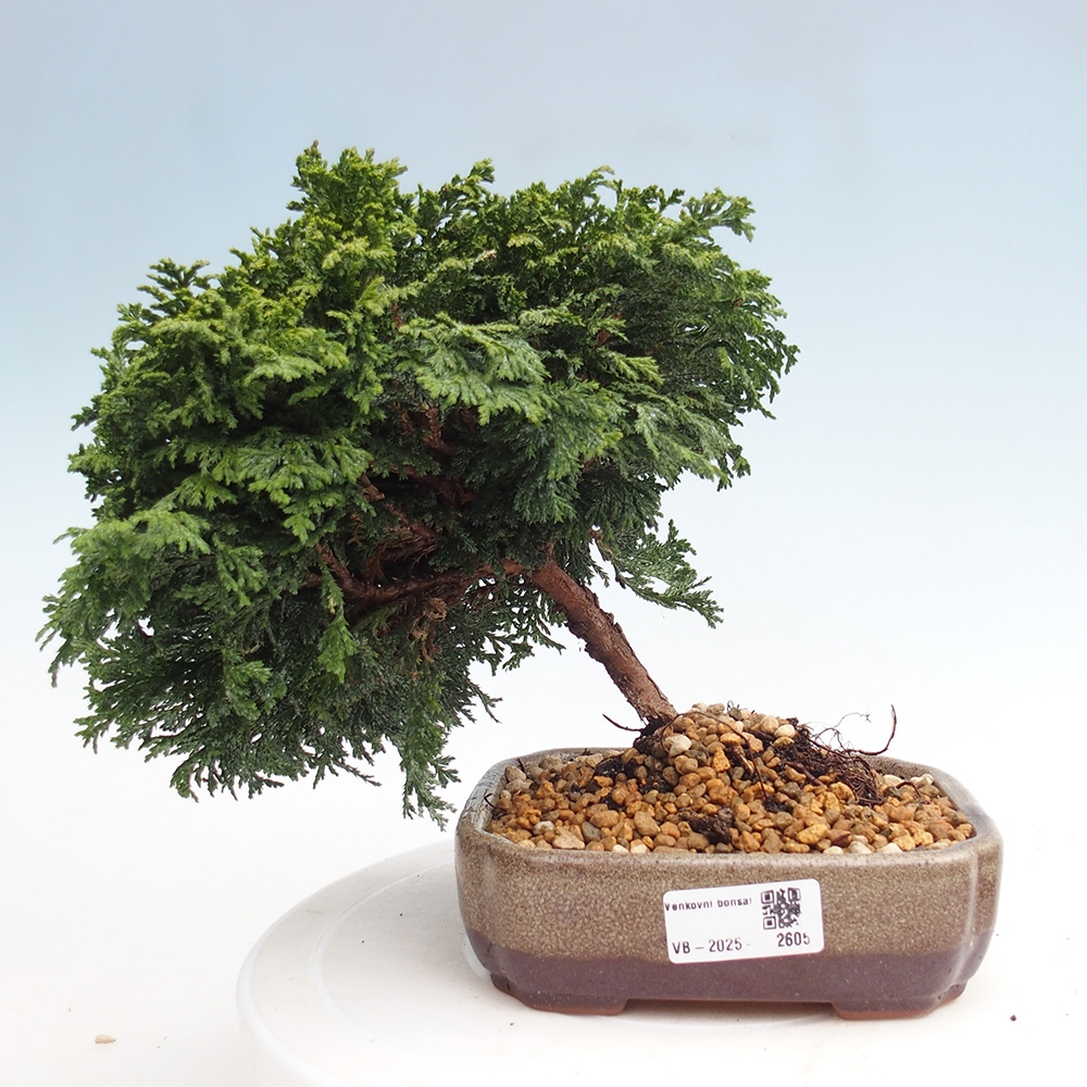 Outdoor bonsai - Cham.pis Parslori - Cyprys