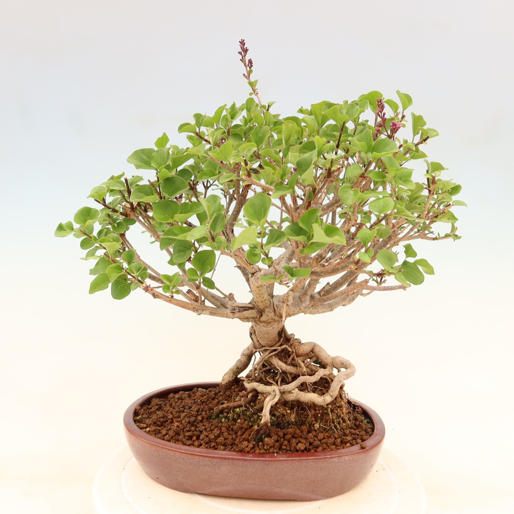 Outdoor bonsai - Syringa microphylla - liliowiec drobnokwiatowy