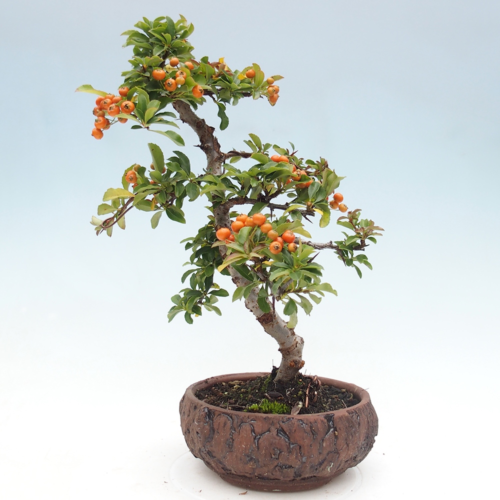Outdoor Bonsai-Pyracanta Teton-Piekarnia