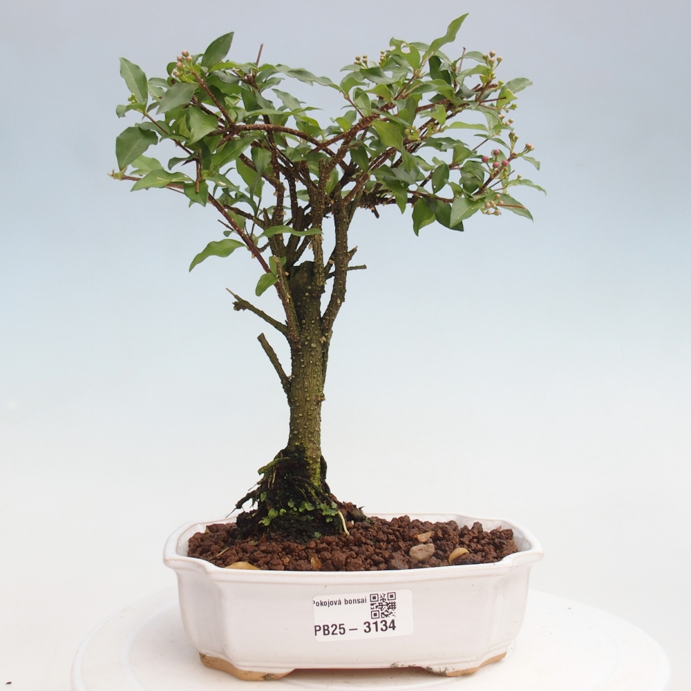 Bonsai pokojowe - Malpighia coccigera - Wiśnia Barbdorska
