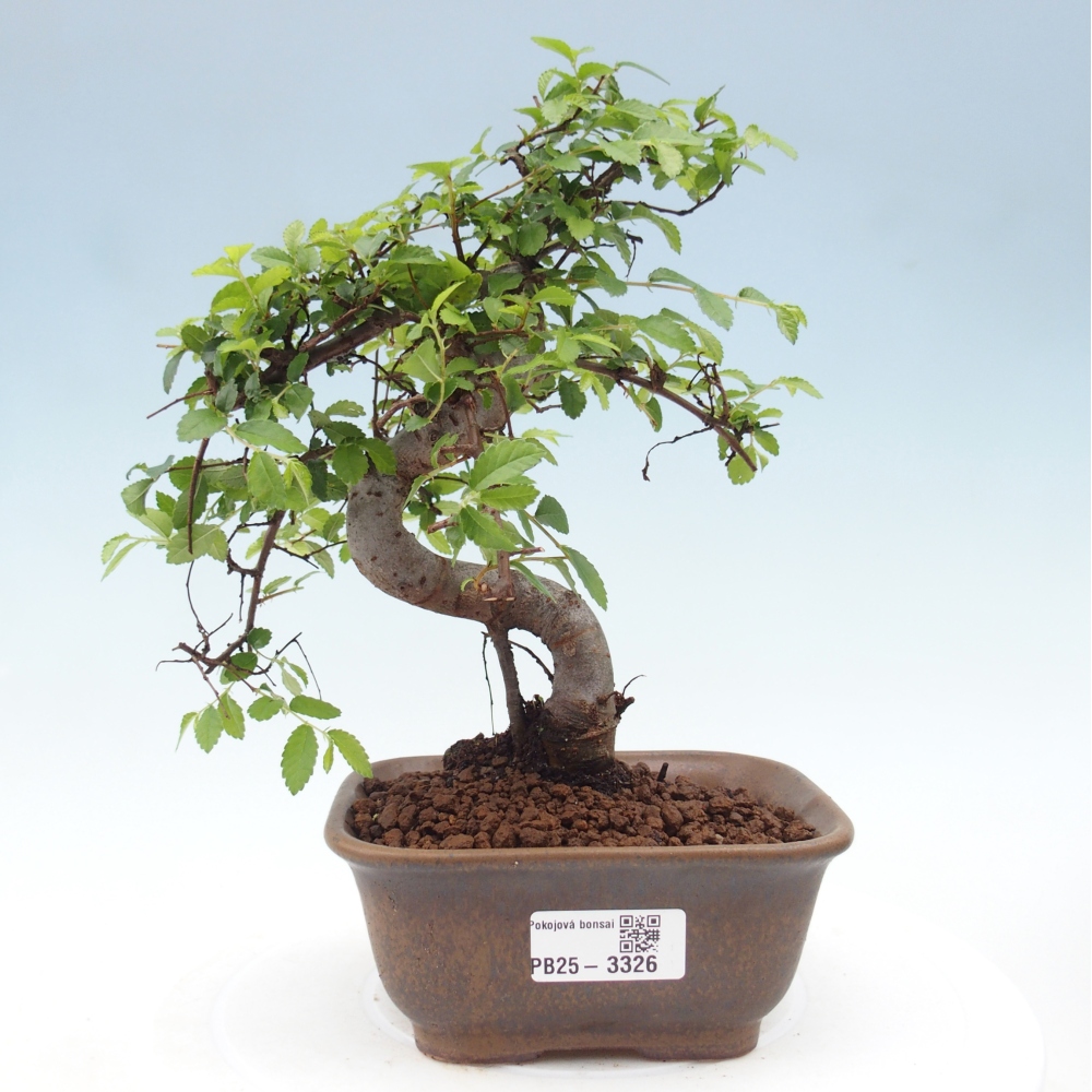 Pokój bonsai - Ulmus parvifolia - Wiąz drobnolistny