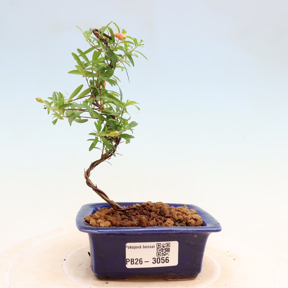 Pokój bonsai - PUNICA granatum nana - jabłko granatu