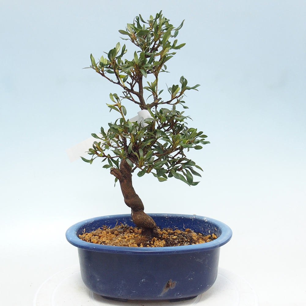 Bonsai zewnętrzne - Azalia japońska - Azalia CHIHIRO
