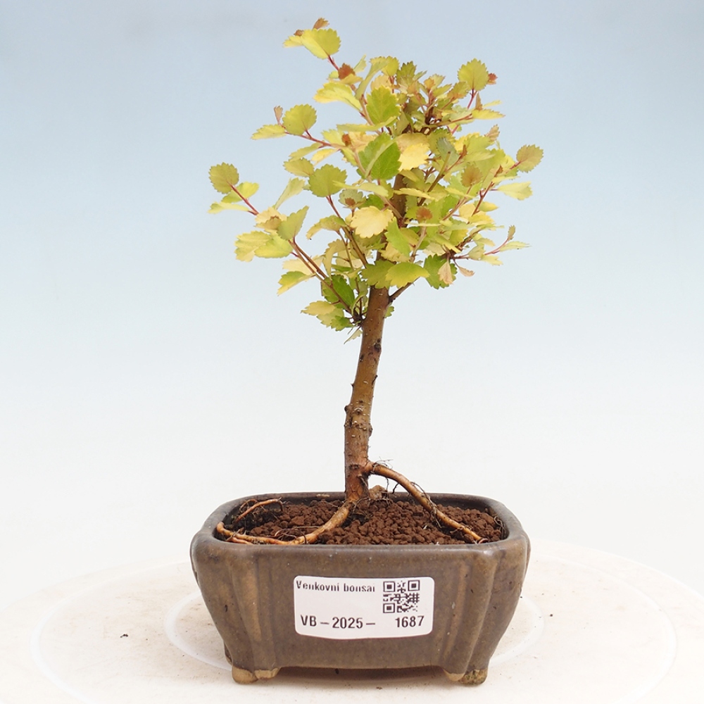Bonsai zewnętrzne - brzoza karłowata - Betula NANA Treasure