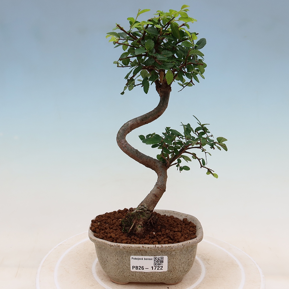 Pokój bonsai - Ulmus parvifolia - Wiąz drobnolistny