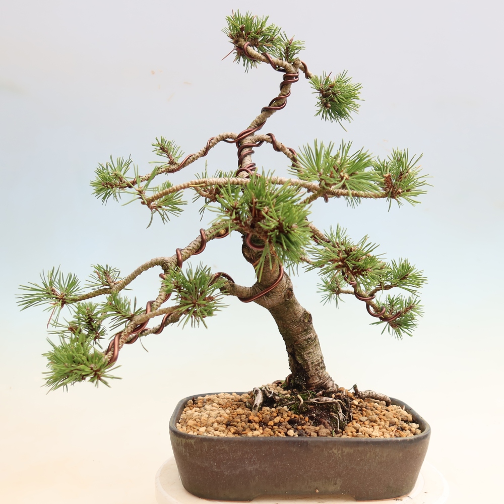 Bonsai ogrodowe – Pinus mugo Humpy – sosna karłowata