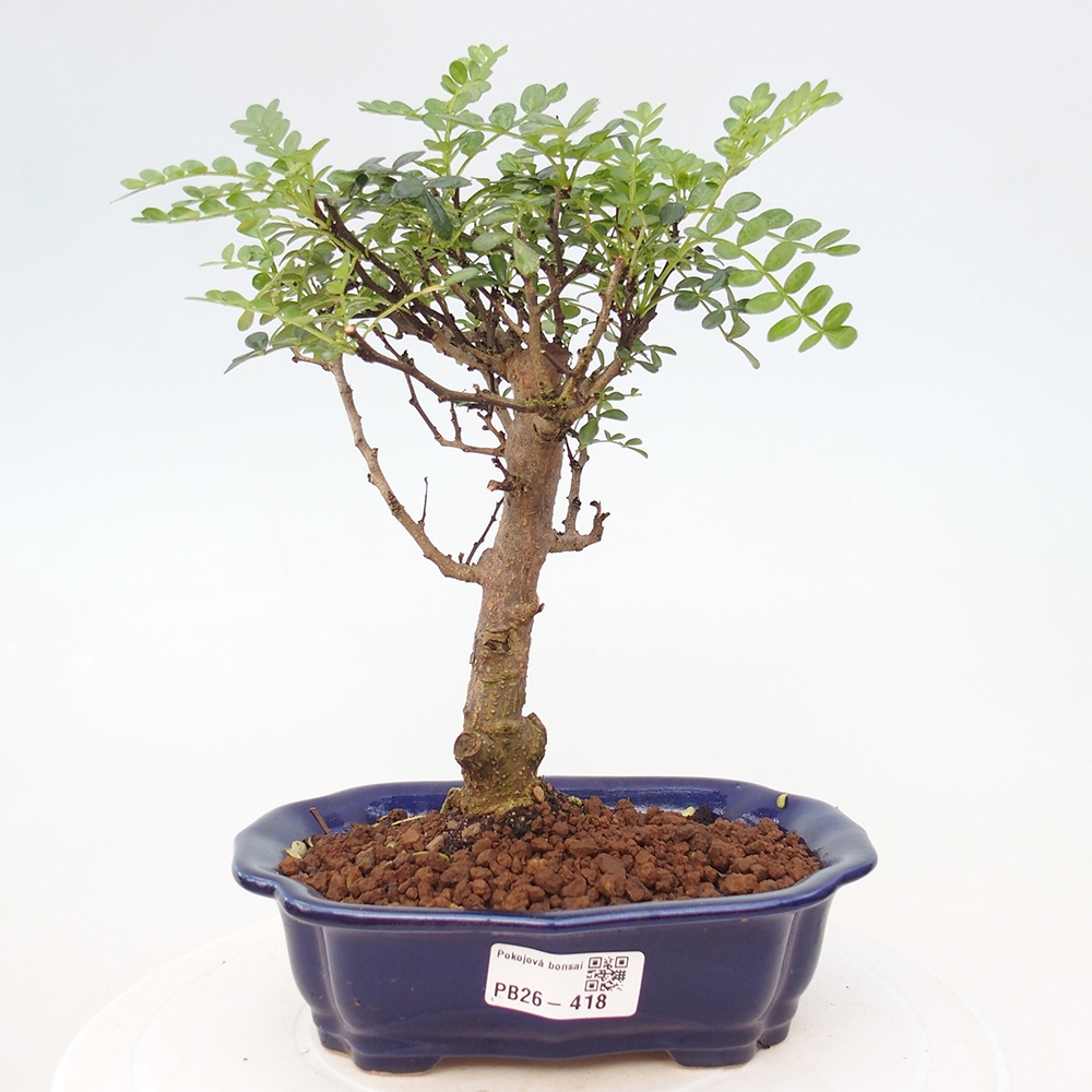 Pokój bonsai - Zantoxylum piperitum - drzewo pieprzowe