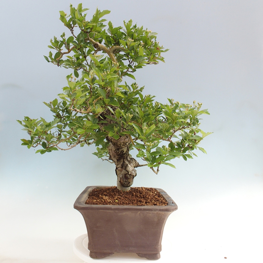 Outdoor bonsai - głóg - Crataegus cuneata