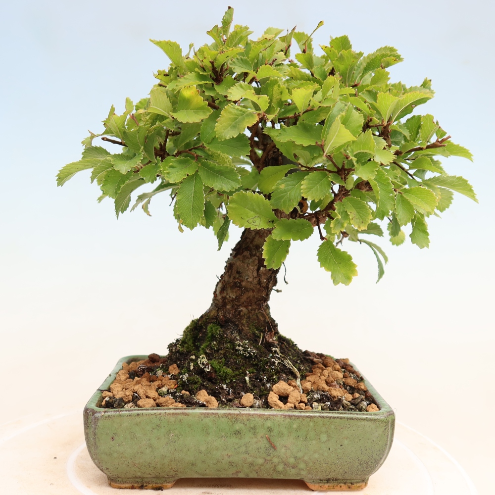 Bonsai zewnętrzne - Zelkova - Zelkova NIRE