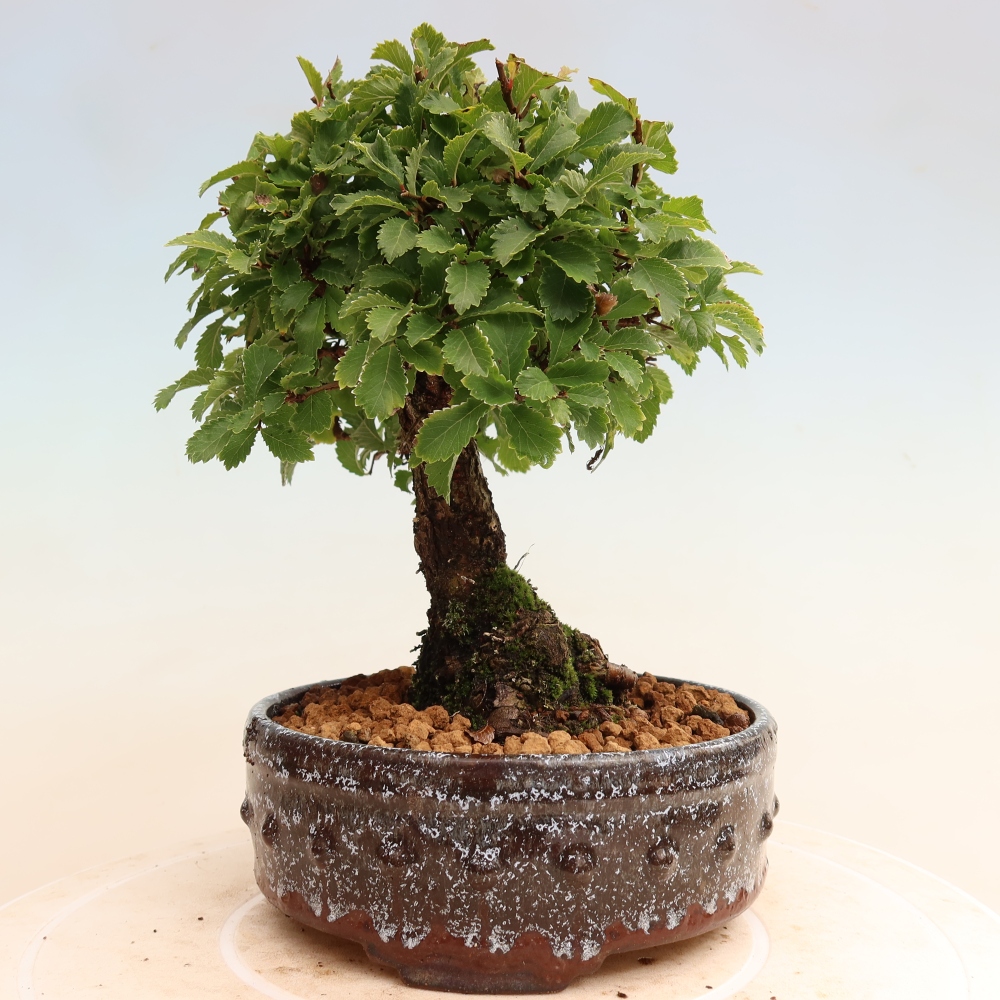 Bonsai zewnętrzne - Zelkova - Zelkova NIRE