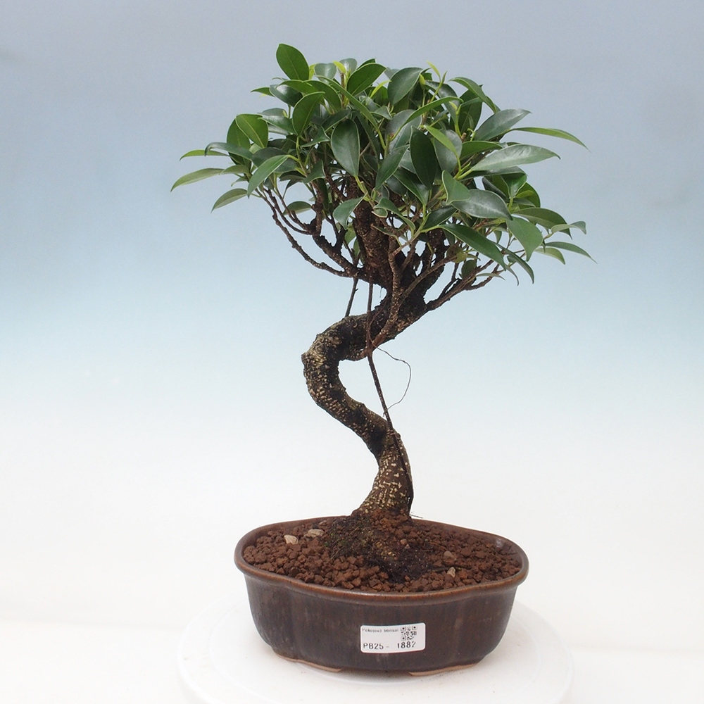 Kryty bonsai - Ficus retusa - figowiec drobnolistny