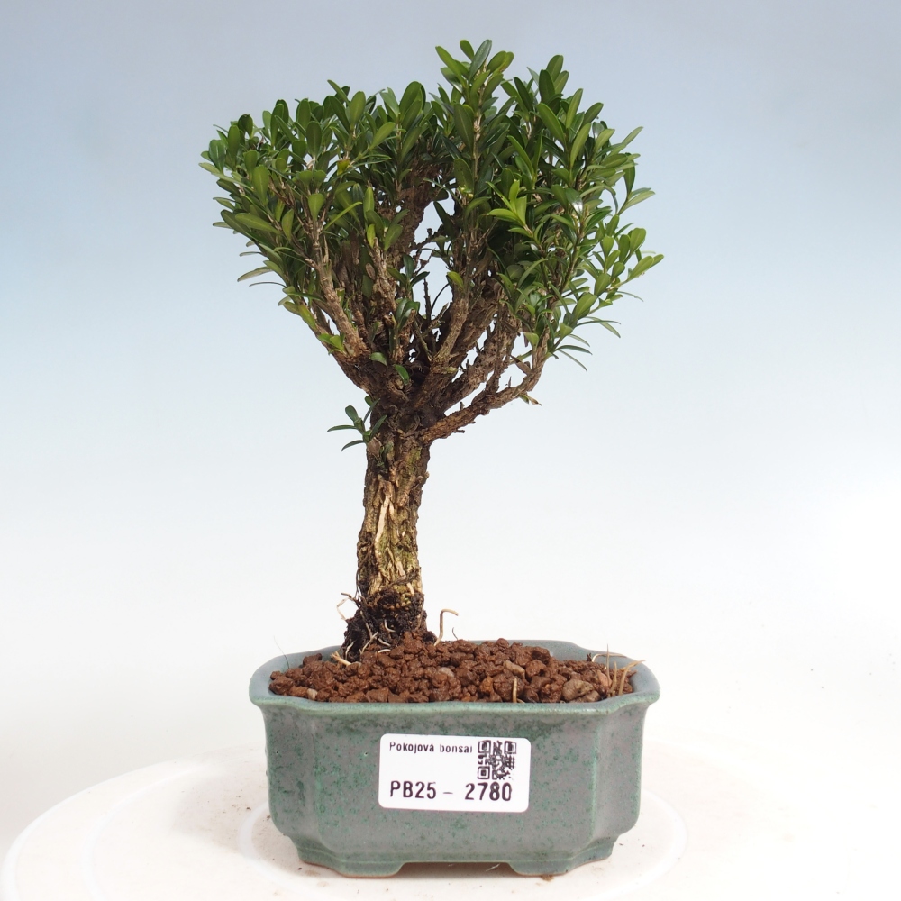 Pokój Bonsai - Buxus harlandii - Bukszpan korkowy
