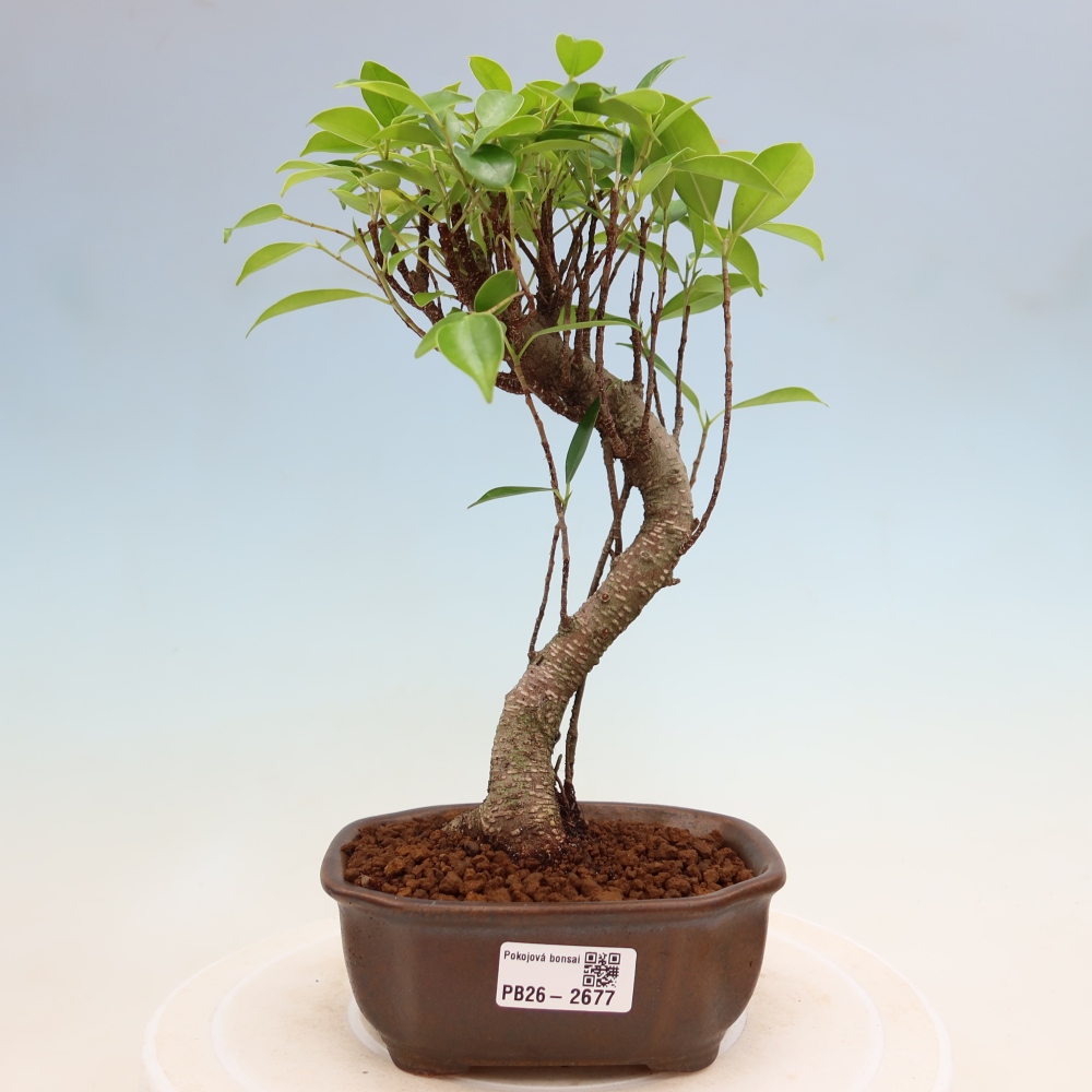 Pokój bonsai - Ficus kimmen - figowiec drobnolistny