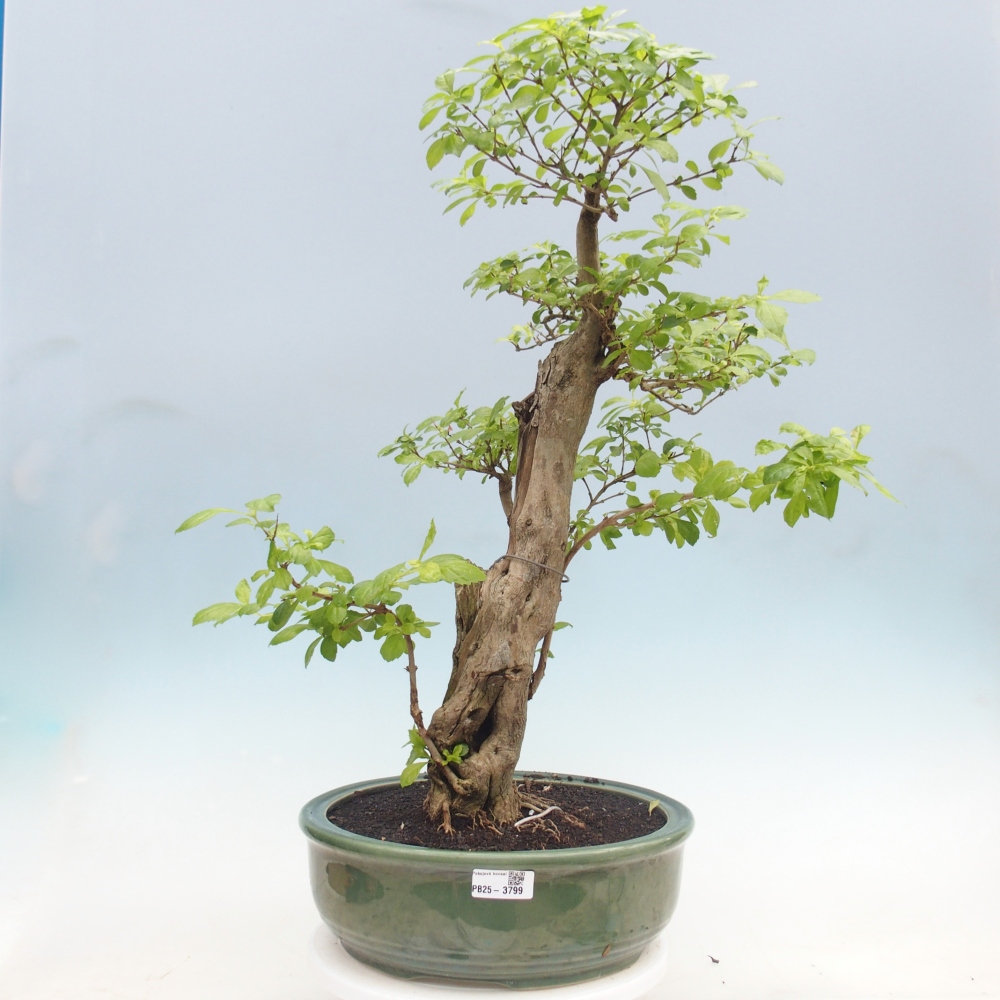 Bonsai pokojowe - Duranta erecta Aurea - WYŁĄCZNIE ODBIÓR OSOBISTY lub transport paletowy