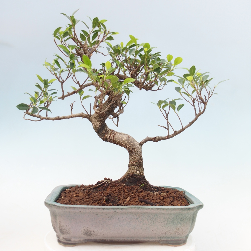 Pokój bonsai - Ficus kimmen - figowiec drobnolistny