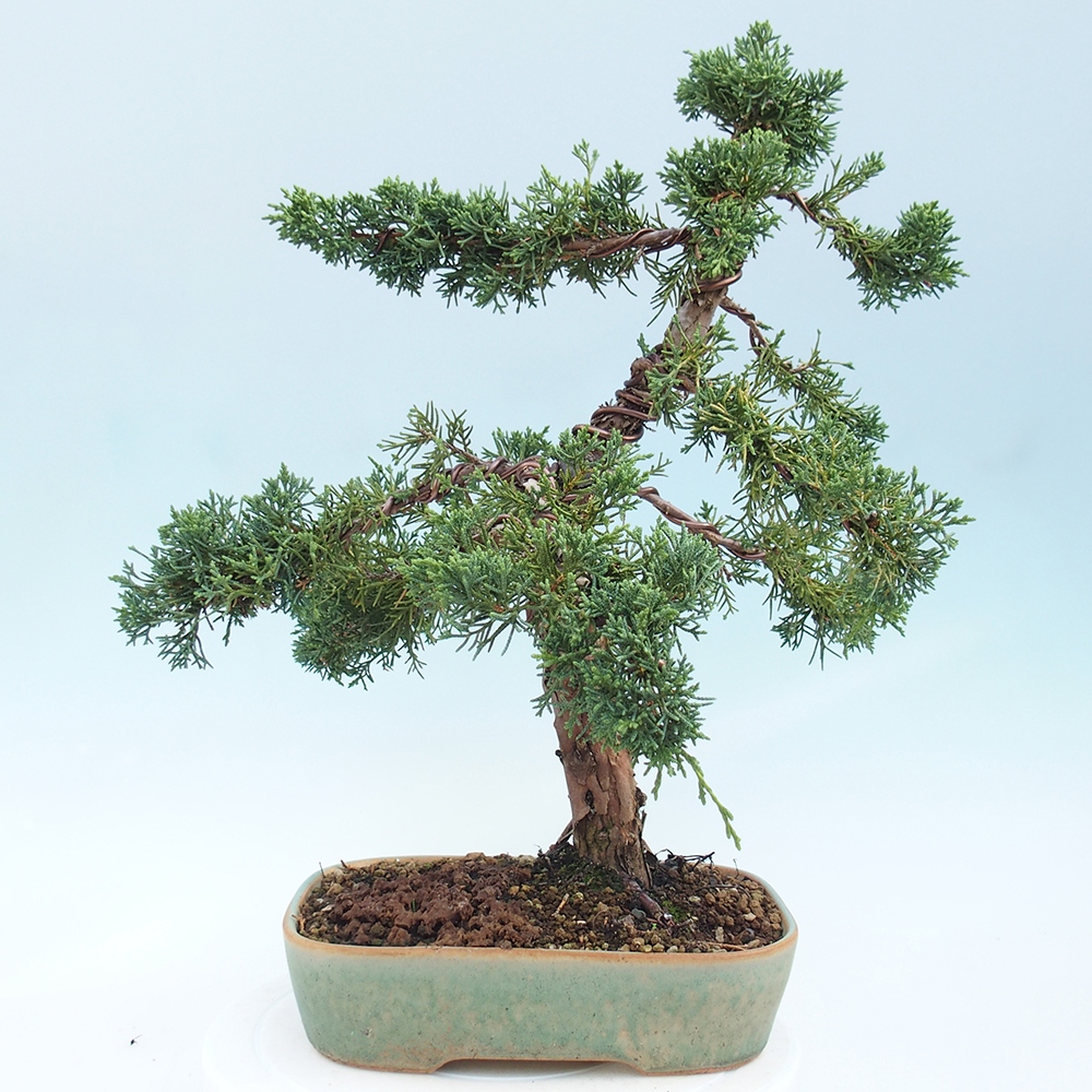 Outdoor bonsai - Juniperus chinensis Kishu - chiński jałowiec