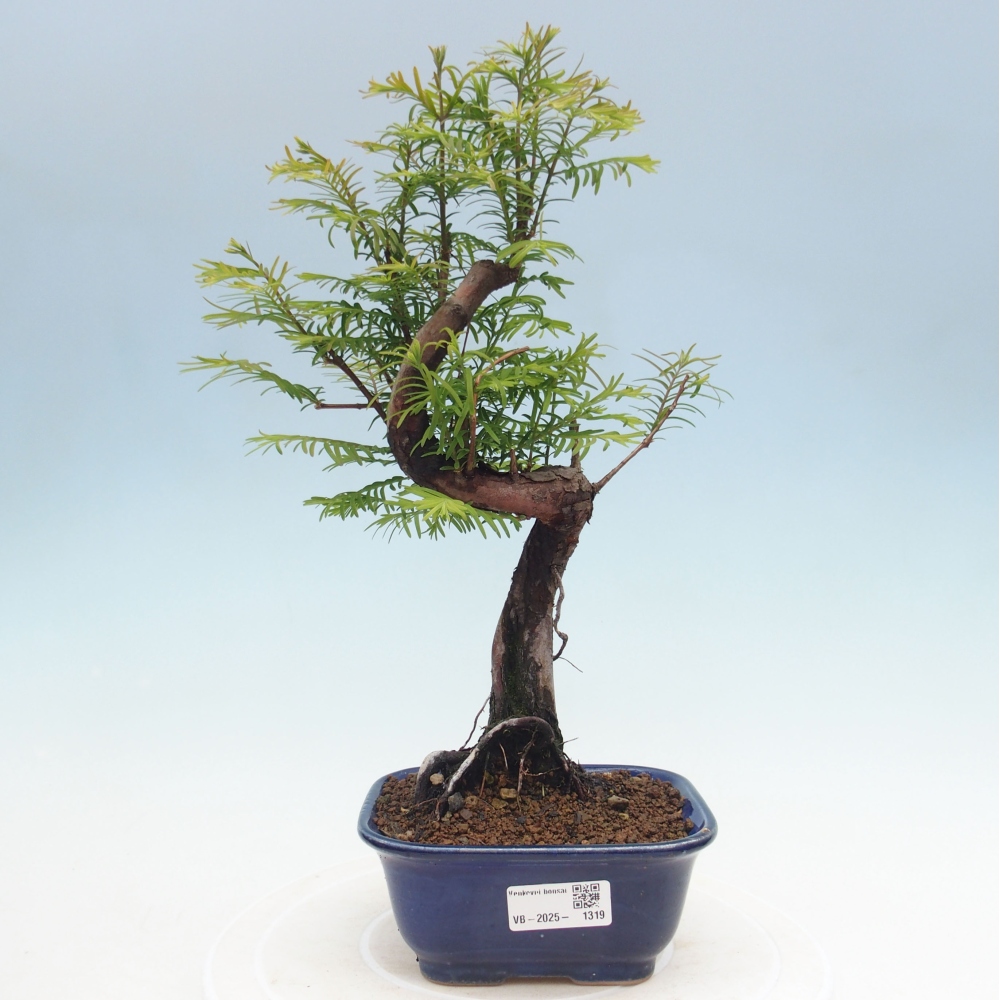 Outdoor bonsai - Metasequoia glyptostroboides - chińskie metasekvoje