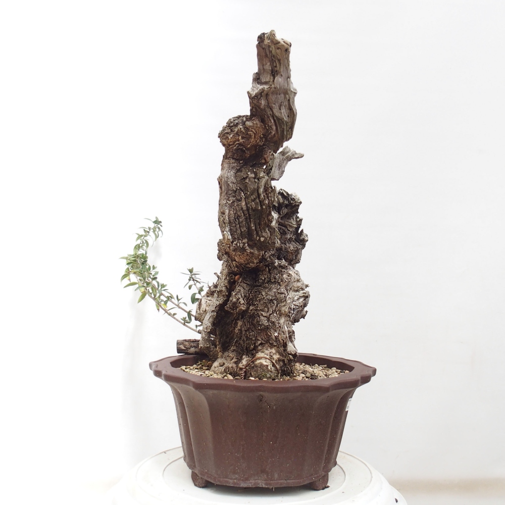 Kryte bonsai - Olea europaea sylvestris - Europejska oliwa z małych liści