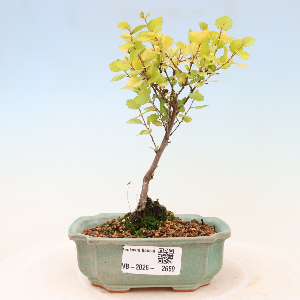 Bonsai ogrodowe – brzoza karłowata – Betula NANA Golden Treasure